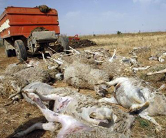 La Alianza registra 2.000 ataques de lobos en todo 2012, con 5.000 animales muertos en Castilla y León